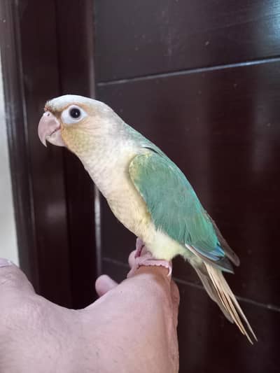 sky blue/ voilet conure hand tammed parrot available