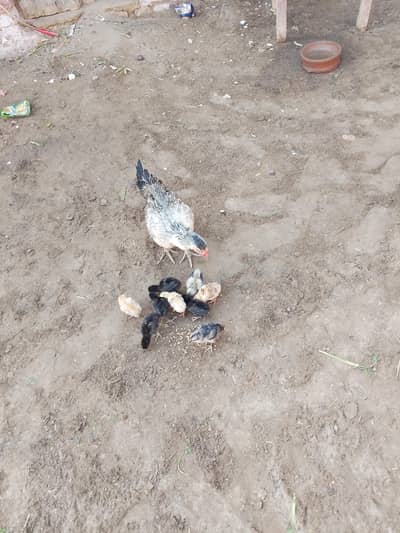 one hen 9 chiks