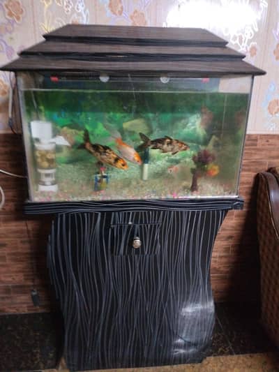 Fish and tank For sell