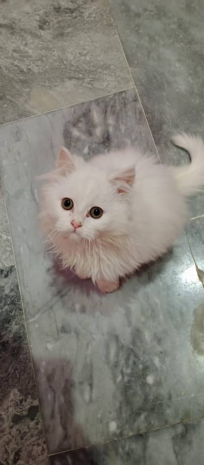Persian cat 4 months baby