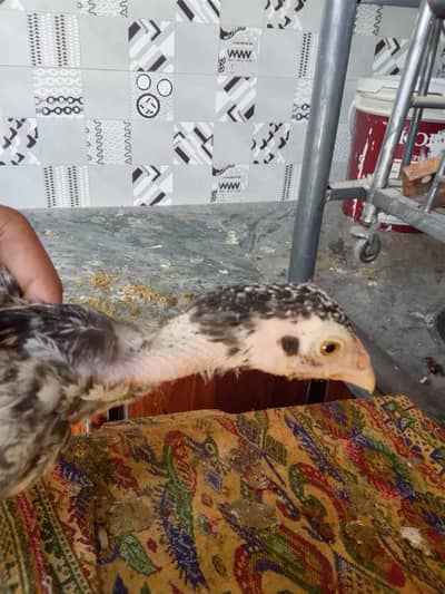 2 hen for sell måle price 6000