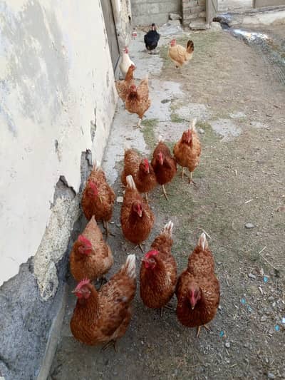 desi murghi /golden misri / lohmann brown hen / desi hen / دیسی مرغی