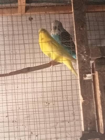 03098382114 pair with cage breeding pair