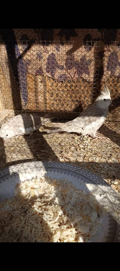 cocktail pair available 03346009080