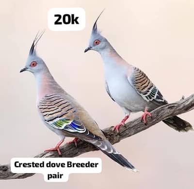 Crested dove, Zebra Dove, China dove silver, dimond,pied pairs breeder