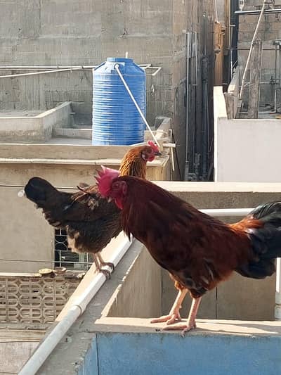 urgent sell desi murghaa murghi