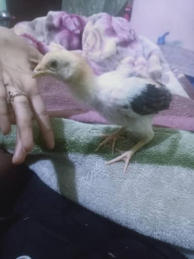 original sel ha Chak karka lo