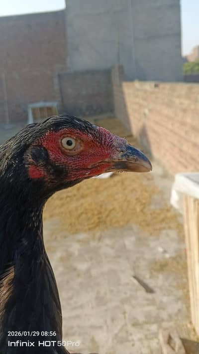 Aseel Hen and Golden Misri Hen