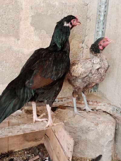 aseel mushka lasani amroha Heera all sale  eggs laying