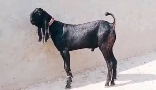 Bakra for sale/ 03228068418