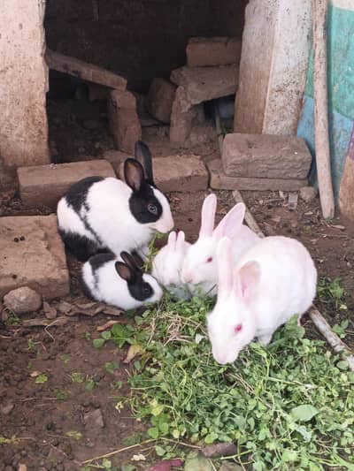 Red eyes rabbits family