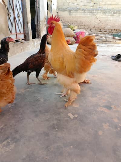 golden buff ready to breed