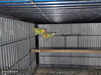 Love birds (Breeder setup) with breed