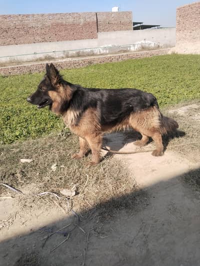 German Shepherd double court contact number 03101766334