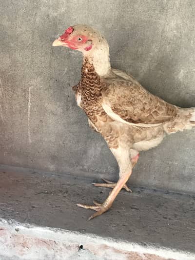 Aseel mianwali cross heera white baingumm whatsapp 03234281753