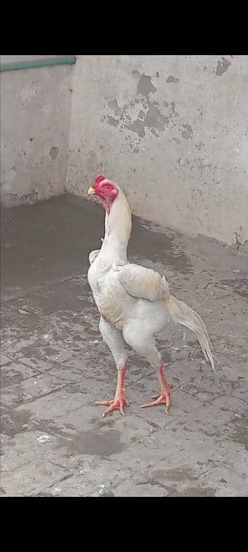 Aseel Shamo Baridar quality Morgha