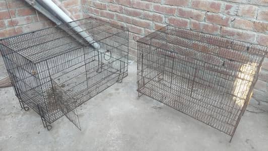 chicks and parrots  cages