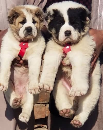 alabai | king alabai | Central Asian Shepherd | alabai puppies pair