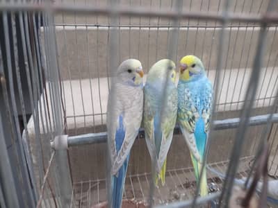 Finch, Rainbow and Clearwing pathay