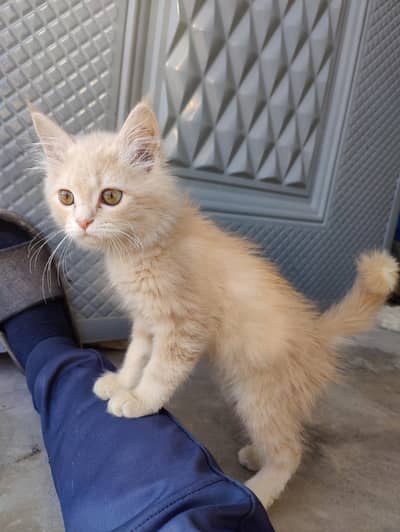 Persian Cat For Sale
