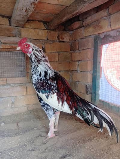 Aseel cheena for sale