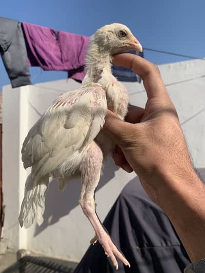 Home breed bht hi achi quality ma