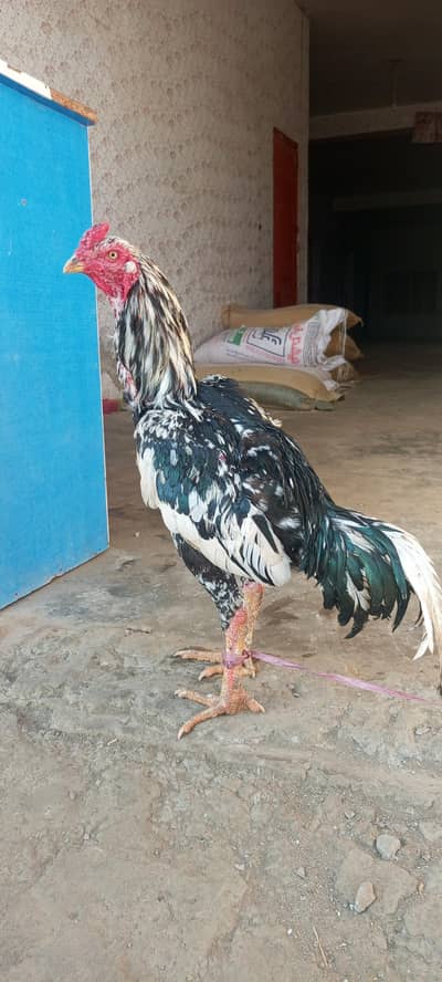 Aseel patha for sale