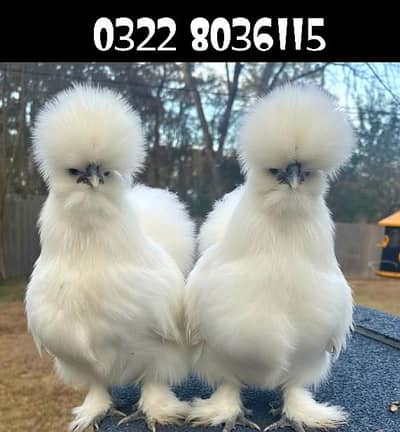 White Silkie Hens For Sale