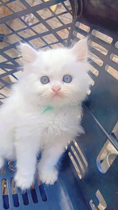 Persian kitten, bili ka bacha
