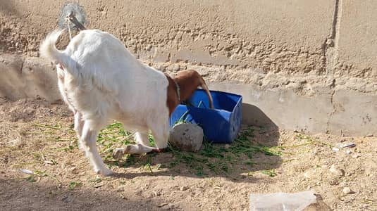 Female Goat For sale
