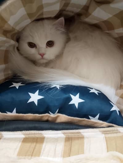 Persian Male for sale