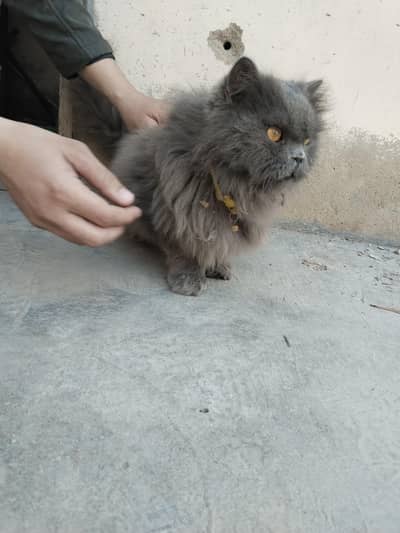Persian  cat