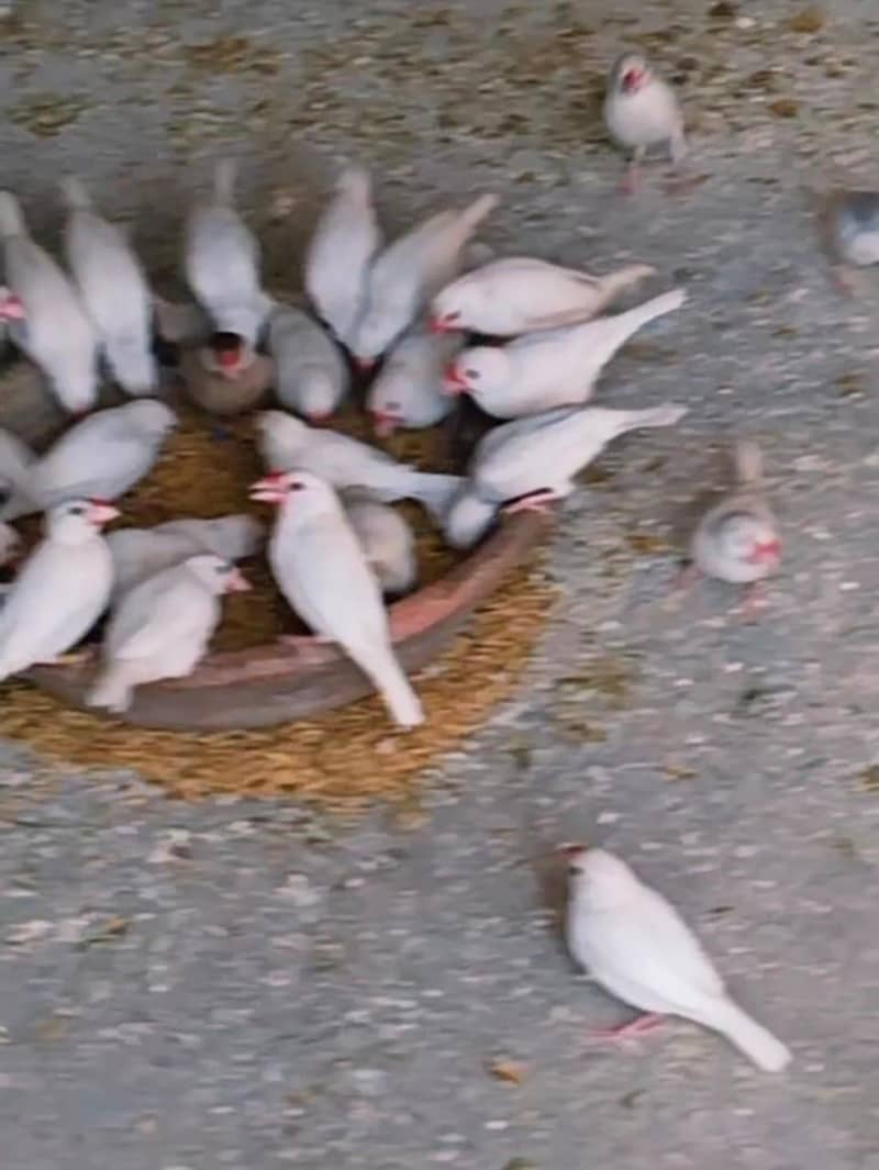 white Java 10 pice available 0