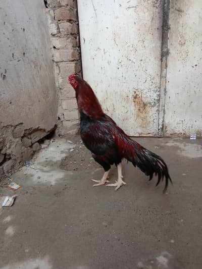 Aseel lakha miawali for sale