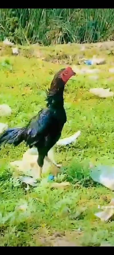 aseel murga Thai for sale  hai jis bhai ko chahie raabta Karen ka