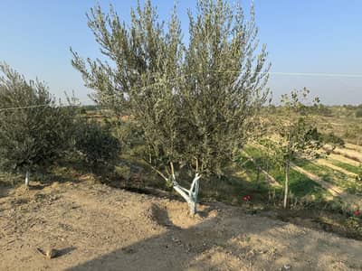 450 Kanal Land For Farm House Chakwal For Sale Punjab