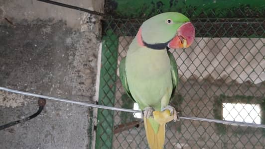 Raw male and 2 Young male