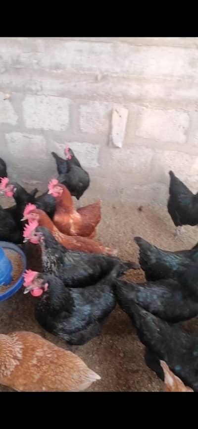 lohman brown and black available sale