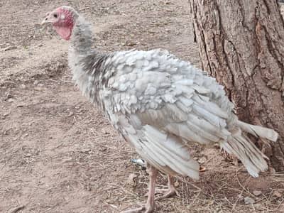 White turkey