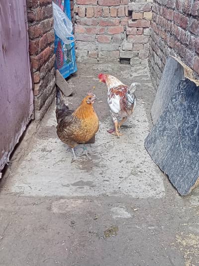 Desi one cock & hen for sale