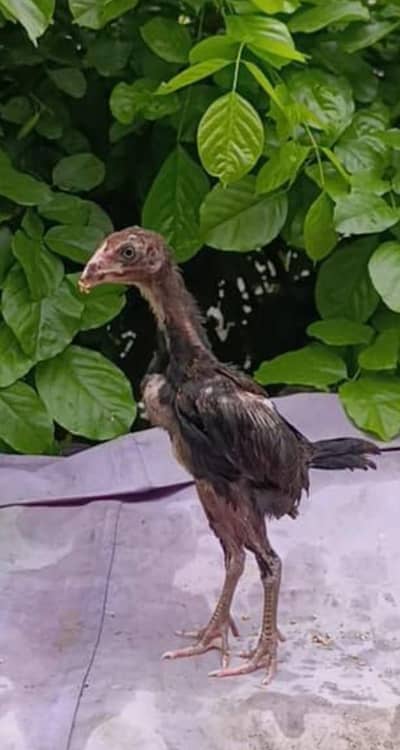 pure Thai pakoya chicks  available