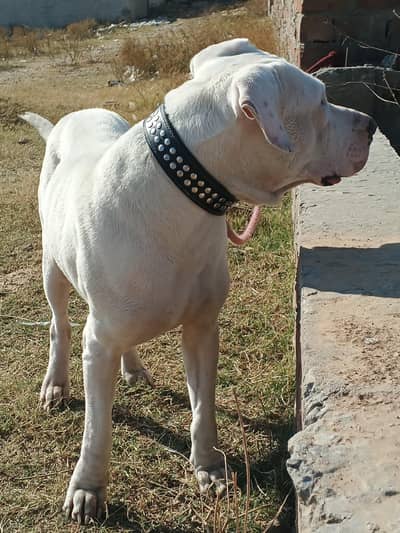 BULLY GULATIR DOG FOR SALE 03197466703