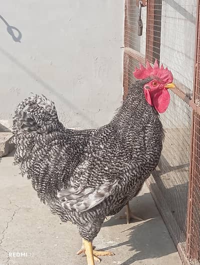 Eggs & Chicks Available