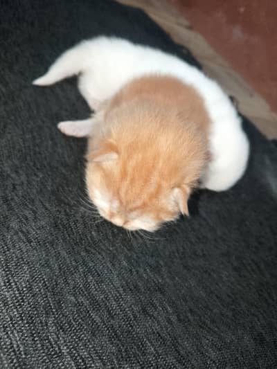 10k one cat "Snugglebug" or "Furry Friend Forever"  sound good?