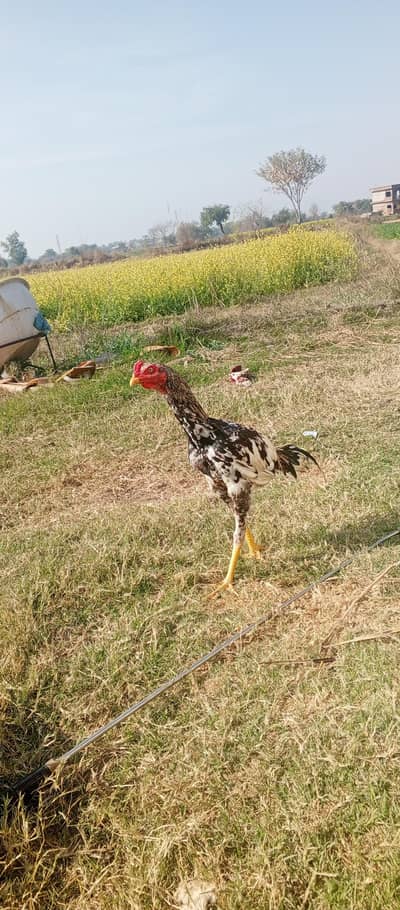 aseel murga hai acchi nasl ka