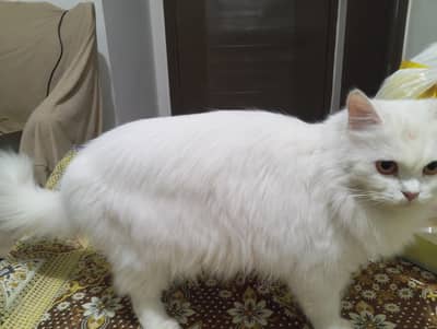 Persian cat for sale03468614191