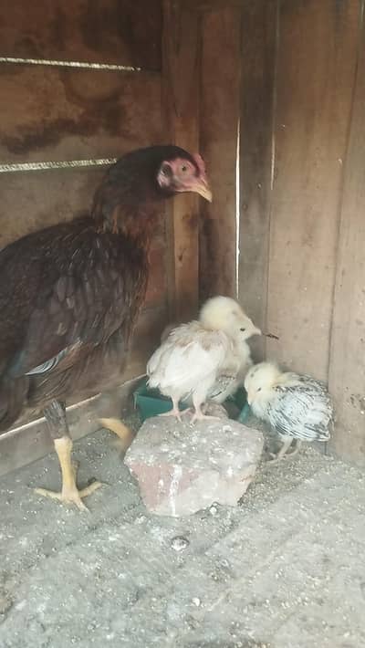 Aseel hen with 4 dasi chicks