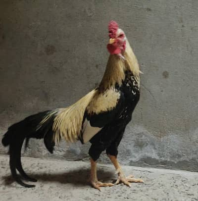 Aseel Murgha Home breed