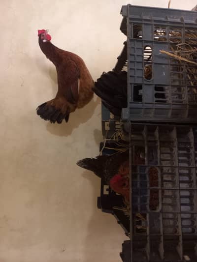 Misri Golden Hens For Sale Age 6.5 month All are lying eggs