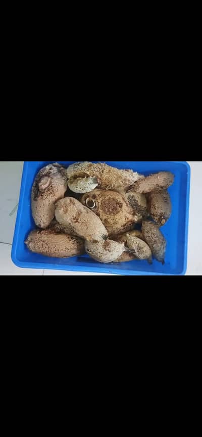 wild honey/fresh honey/pure wild natural honey